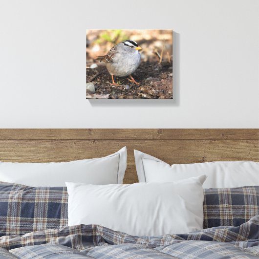 Chubby White-Crowned Sparrow in the Winter Sun Canvas Afdruk (Insitu (Slaapkamer))