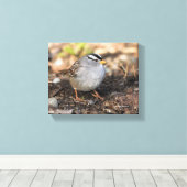 Chubby White-Crowned Sparrow in the Winter Sun Canvas Afdruk (Insitu (Houten vloer))