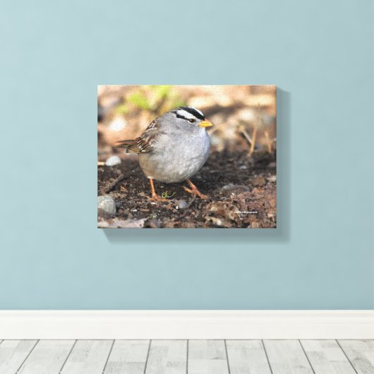 Chubby White-Crowned Sparrow in the Winter Sun Canvas Afdruk (Insitu (Houten vloer))