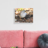 Chubby White-Crowned Sparrow in the Winter Sun Canvas Afdruk (Insitu (Woonkamer))