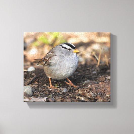 Chubby White-Crowned Sparrow in the Winter Sun Canvas Afdruk (Voorkant)
