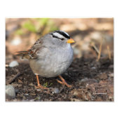 Chubby White-Crowned Sparrow in the Winter Sun Foto Afdruk (Voorkant)
