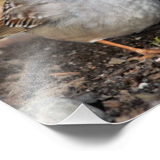 Chubby White-Crowned Sparrow in the Winter Sun Foto Afdruk (Hoek)