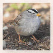 Chubby White-Crowned Sparrow in the Winter Sun Glazen Onderzetter (Voorkant)