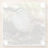 Chubby White-Crowned Sparrow in the Winter Sun Glazen Onderzetter (Achterkant)
