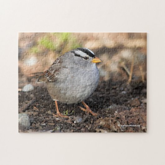 Chubby White-Crowned Sparrow in the Winter Sun Legpuzzel (Horizontaal)