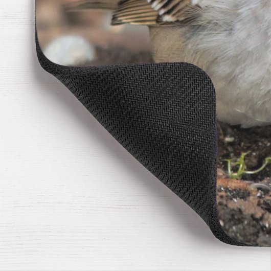 Chubby White-Crowned Sparrow in the Winter Sun Muismat (Hoek)