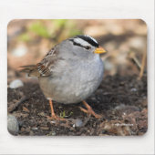 Chubby White-Crowned Sparrow in the Winter Sun Muismat (Voorkant)