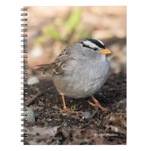 Chubby White-Crowned Sparrow in the Winter Sun Notitieboek (Voorkant)