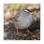 Chubby White-Crowned Sparrow in the Winter Sun Tegeltje (Voorkant)