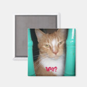 ChubbyCubby vraagt ... WAAROM? Magneet (Voorkant / Achterkant)