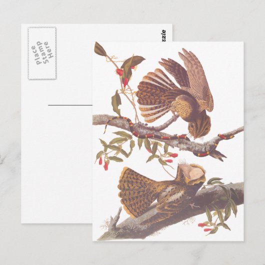 Chuck Will's Weduwe Nightjar Briefkaart (Voorkant / Achterkant)