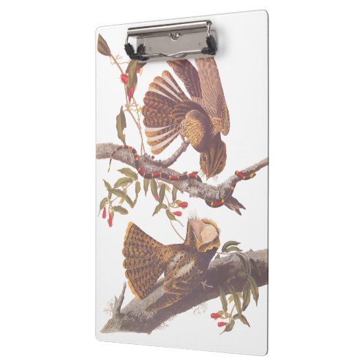 Chuck Will's weduwe Nightjar met Coral Snake Klembord (Links)