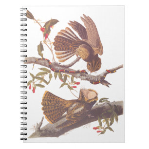 Chuck Will's weduwe Nightjar met Coral Snake Notitieboek