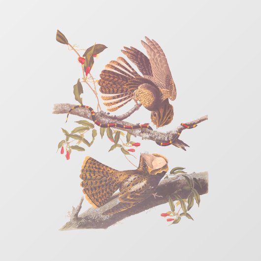 Chuck Will's weduwe Nightjar met Coral Snake Raamsticker (Vel)