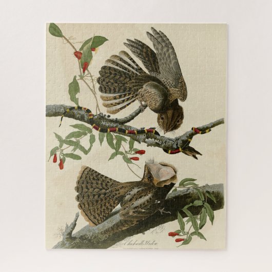 Chuck-will's Widow - Audubon's Birds of America Legpuzzel (Verticaal)