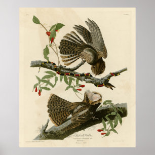 Chuck-will's Widow - Audubon's Birds of America Poster