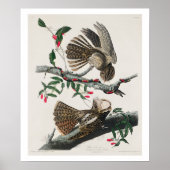 Chuck-will's Widow van Audubon Poster (Voorkant)