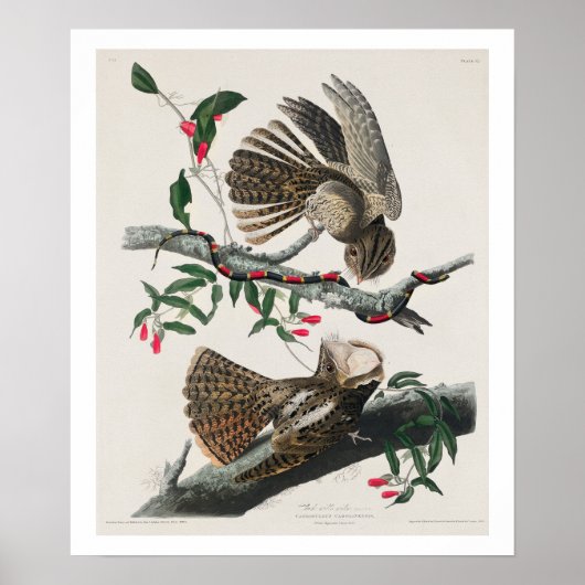 Chuck-will's Widow van Audubon Poster (Voorkant)