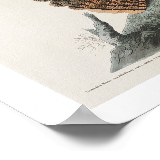 Chuck-will's Widow van Audubon Poster (Hoek)