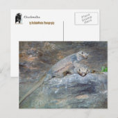 Chuckwalla Head Briefkaart (Voorkant / Achterkant)