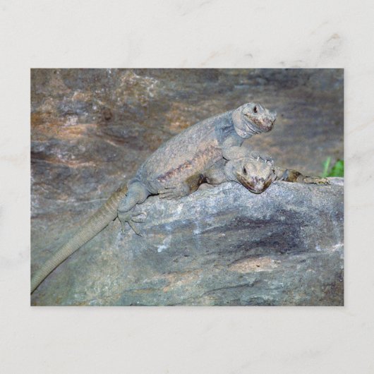 Chuckwalla Head Briefkaart (Voorkant)