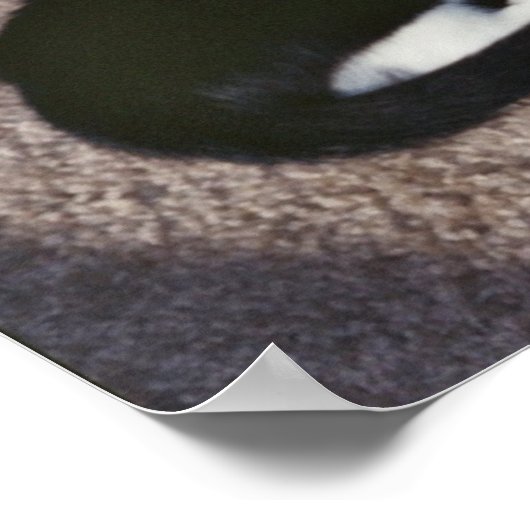 Chuda en Sami Poster (Hoek)