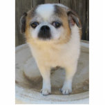 Chug Dog Staand Fotobeeldje<br><div class="desc">Mijn kleine kruis Pug/Chihuahua.</div>