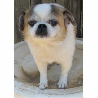 Chug Dog Staand Fotobeeldje