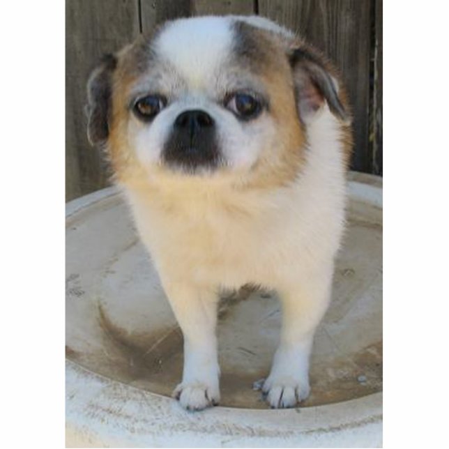 Chug Dog Staand Fotobeeldje (Voorkant)