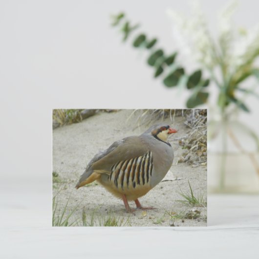 Chukar Partridge Briefkaart (Staand voorkant)