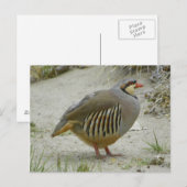 Chukar Partridge Briefkaart (Voorkant / Achterkant)
