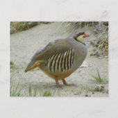Chukar Partridge Briefkaart (Voorkant)