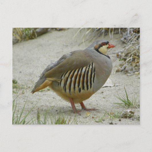 Chukar Partridge Briefkaart (Voorkant)