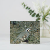 Chukar partridge briefkaart (Staand voorkant)