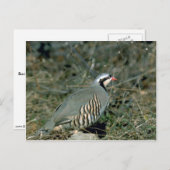 Chukar partridge briefkaart (Voorkant / Achterkant)