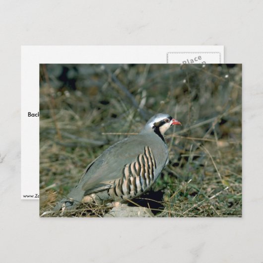 Chukar partridge briefkaart (Voorkant / Achterkant)