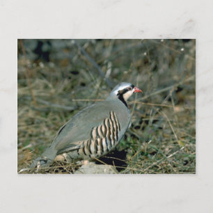 Chukar partridge briefkaart