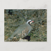 Chukar partridge briefkaart (Voorkant)