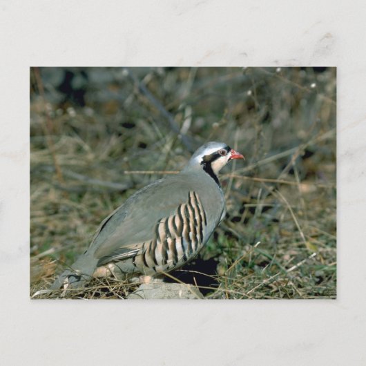 Chukar partridge briefkaart (Voorkant)