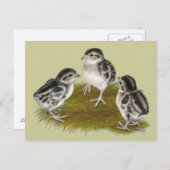 Chukar Partridge Chicken Briefkaart (Voorkant / Achterkant)