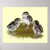 Chukar Partridge Chicken Poster (Voorkant)