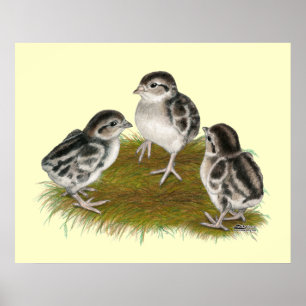 Chukar Partridge Chicken Poster