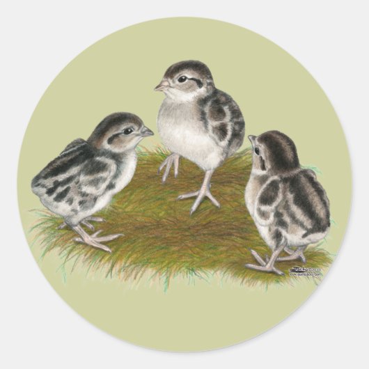 Chukar Partridge Chicken Ronde Sticker (Voorkant)