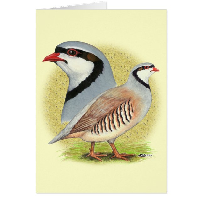 Chukar Partridge Combo (Voorkant)