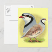 Chukar Partridge Combo Briefkaart (Voorkant / Achterkant)