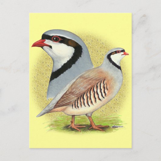 Chukar Partridge Combo Briefkaart (Voorkant)