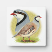 Chukar Partridge Combo Fotoplaat (Voorkant)