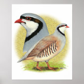 Chukar Partridge Combo Poster (Voorkant)