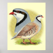 Chukar Partridge Combo Poster (Voorkant)
